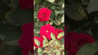 Bommasandra Industrial Area. bollywood beautiful flower garden for Bengaluru. Gram Banglar Galpo