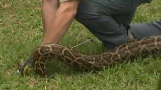 Hundreds of snake hunters take part in annual Python Challenge