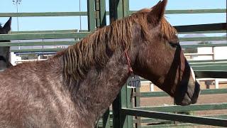 BLM Wild Horse and Burro Adoption Event in Willcox, Arizona October 2011