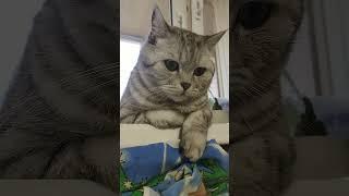 Что забыла невеста ? #смехдослез #cat #видосыоткота #юмор #прикольныекоты #прикол #смех #котики