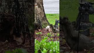 Frosty the white squirrel comes from across the street to get a peanut