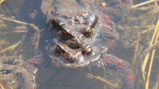 두꺼비 알, 두꺼비 울음소리 Toad eggs and toad calls