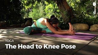 Learn the Head-to-knee Pose - Janushirsasana | Yoga