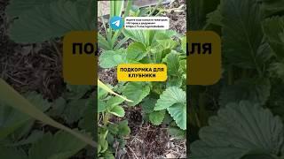 Делюсь с вами рабочей подкормкой для клубники #клубника #подкормка