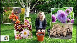 How to pot up Dahlia tubers - FarmerGracy.co.uk