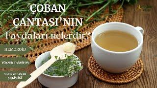 MODERN AKTAR ÇOBAN ÇANTASI BİTKİSİ