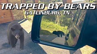 BEARS GATLINBURG TN