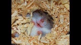 Hamsters Are Crazy - Funny Hamsters Compilation