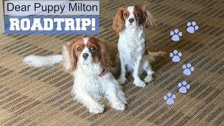 Dear Puppy Milton: Roadtrip! | Cavalier King Charles | Herky the Cavalier