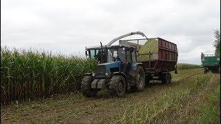 Уборка кукурузы на силос в СПК "Гигант"