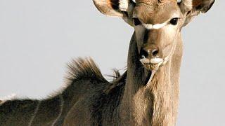 Lioness Uses New Tactics to Take Down a Kudu