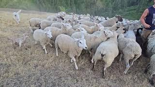 Moving over 100 sheep to New Field.