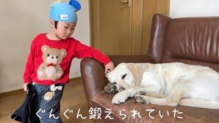 幼少期に大型犬と過ごすとこうなるんだなぁ。と感じる瞬間