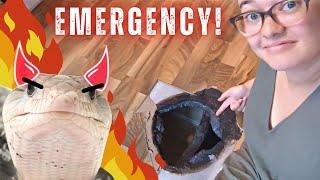 my reptiles almost burned my house down?! | How to Plan for Emergencies With Reptiles