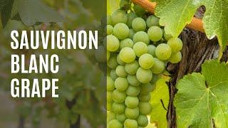 Sauvignon Blanc grape variety - Youtube