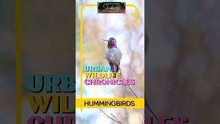 Urban Wildlife Chronicles: Hummingbirds