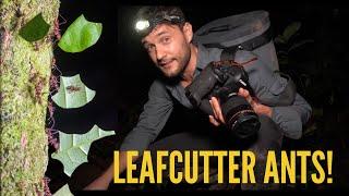 Searching for Leafcutter Ants in the Amazon Rainforest!