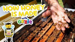 Learn About Bees & Honey for Kids | Pollination & Beekeeping | Educational Video for Kids