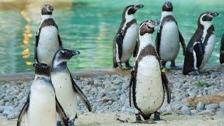 Why do penguins waddle?