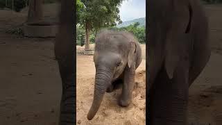 Baby elephant, Luna, loves to roll on the new sand! #samuielephanthaven #babyluna #shorts