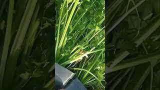 Высадка корневого сельдерея. Что я делаю чтобы вырастить большую головку корневого сельдерея