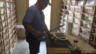 Ray Hunter extracting Monocled Cobra venom (pt-2)