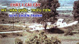 Cây Bạch Dương Suýt Gây Chiến Tranh Triều Tiên Lần 2