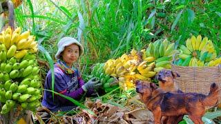 Harvesting Bananas Goes To Market Sell - Make Fried Banana Cake, Daily Life, Farm | Tieu Lien