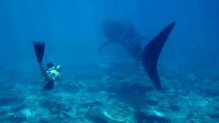 [여행산책_몰디브] Whale shark safari at LUX South Ari Atoll / 럭스 사우스 아리아톨 고래상어 투어