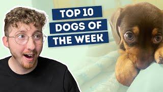This Puppy Has Hiccups | Top 10 Dogs of the Week