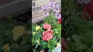 #amazing #nature #trending #flowers