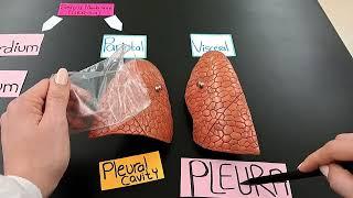 The Serous membranes - Visceral vs. Parietal Serosa - MADE EASY !