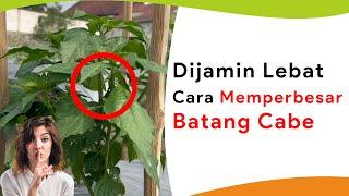 Cara Jitu Percepat Tinggi dan Besar Batang Tanaman