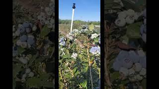 Local Blueberry farm in Florida.