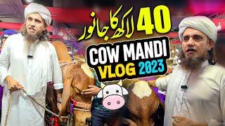 Mufti Tariq Masood Cow Mandi Vlog