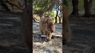 Quokka: nejroztomilejší zvíře Austrálie!