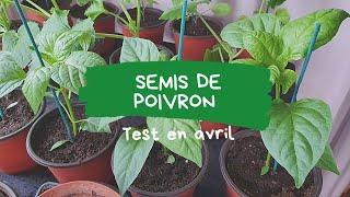 semis de poivron (yolo wonder) test en avril ( Ile-de-France)