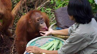 An Overweight Orangutan Tries to Cheat His Diet | Orangutan Jungle School