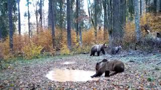 Imagini inedite în paradisul natural din Apuseni - Urși, surprinși în timp ce beau apă în pădure