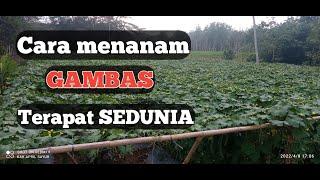 Menanam gambas dengan jarak rapat sedunia