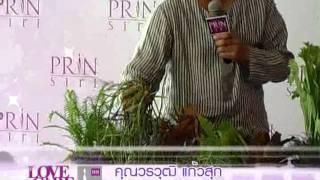 Prinsiri Vertical Garden part 2