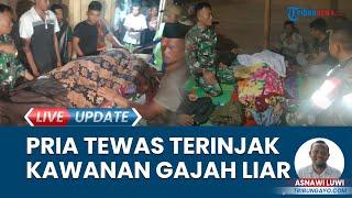 Tewas Diinjak Gajah Liar di Kebun Kemiri, Petani di Aceh Tenggara Sempat Lari Selamatkan Diri