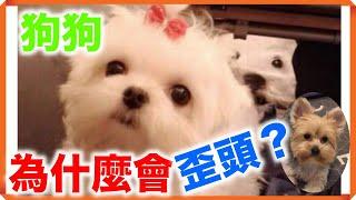 【養狗知識小百科】狗狗為什麼會歪頭？