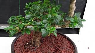 47 Year Old Flowering Fukien Tea Specimen Bonsai Tree - Step Shape