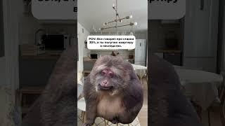 Правда такие высокие ставки по ипотеке сейчас?
