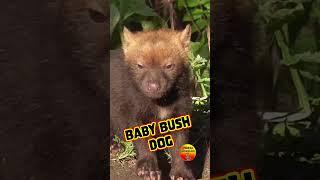 Baby Bush Dog #CuteAlert