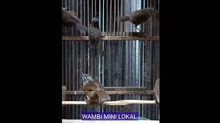 Harga burung wambi mini lokal terbaru 2023