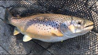 Bottom Bouncing for Niagara River Steelhead & Brown Trout 2019