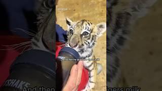 This man rescued a tiger cub and adopted it #shorts