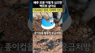 배추 모종 백프로 살리는 정식 방법